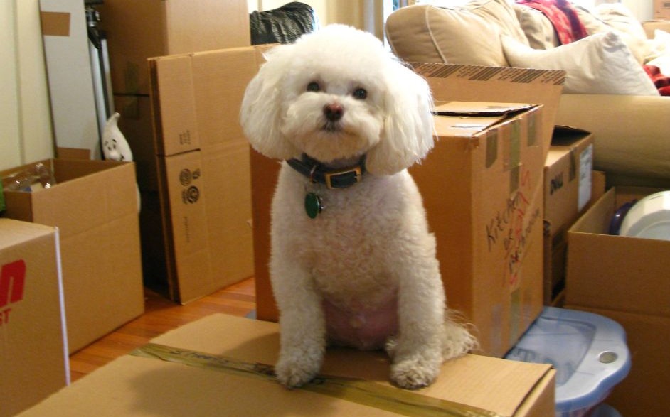dog on moving day