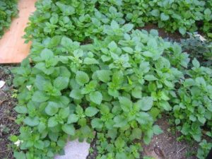 Stinging nettles and mallows are free for foraging