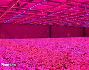 How Pink LEDs Grow Future Food with 90% Less Water