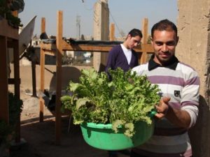 Rooftop Hydroponic Farms in Egypt Scrub the Air and Uplift Urban Poor