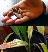 Ancient 2000-year old date pit sprouts