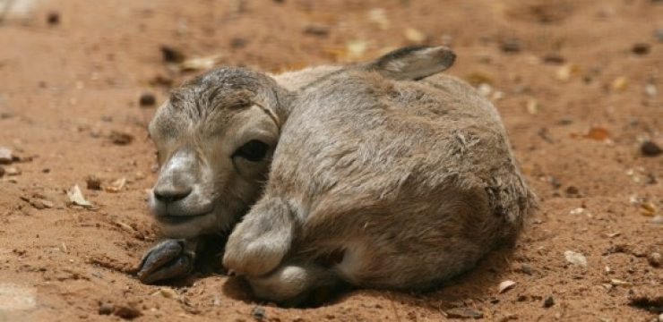 Al-Ain-Zoo_Rhim-Gazelle-1-1.jpg
