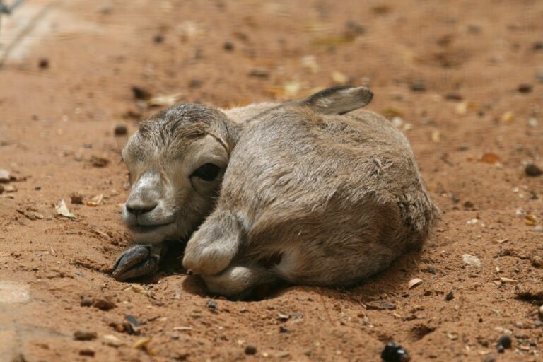 These Pictures of Baby Arabian Sand Gazelles Will Make Your Day