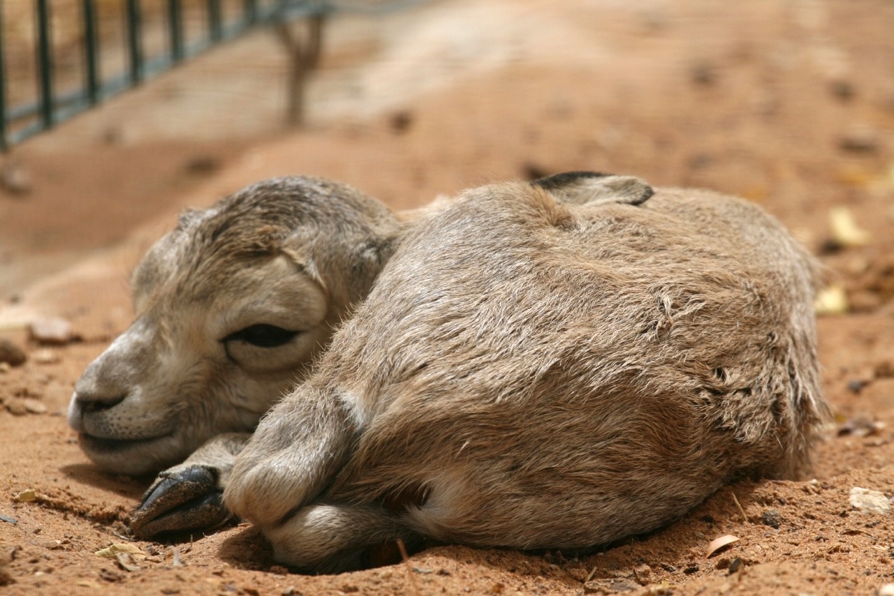 these-pictures-of-baby-arabian-sand-gazelles-will-make-your-day-green