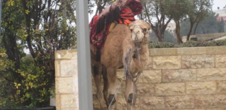 Camel-on-Mt-of-Olivesl-3.3.12-0101.jpg