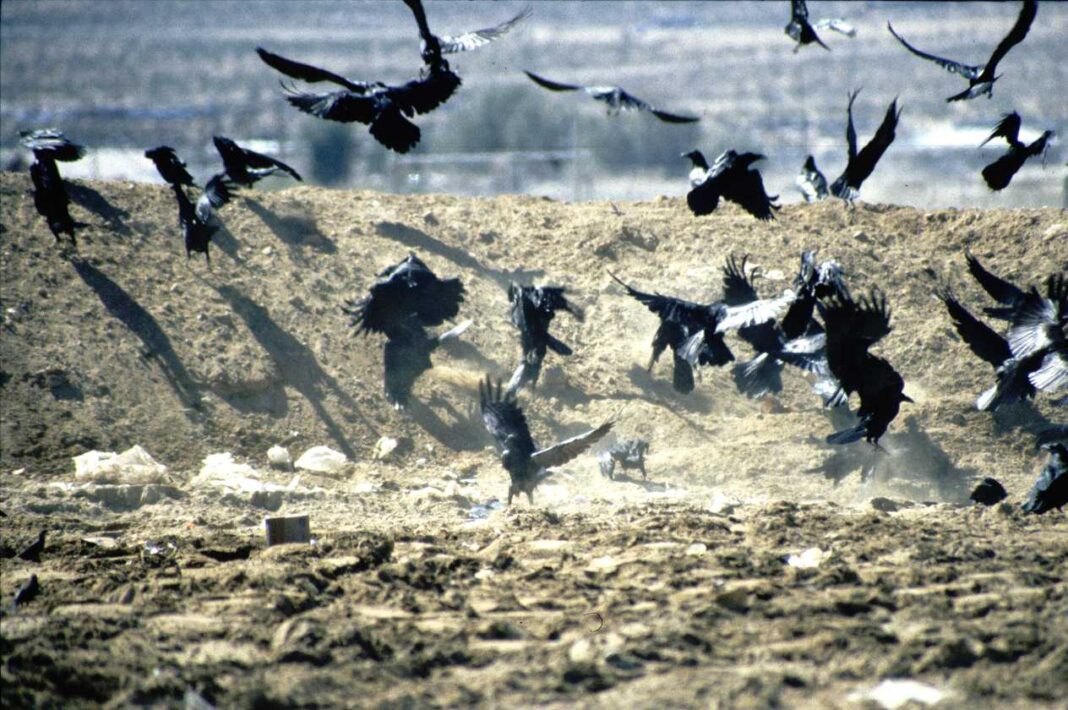 Dubai Dumps its Dumps