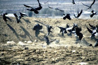 Dubai Dumps its Dumps