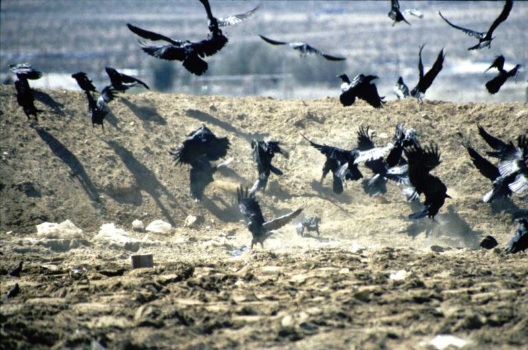 Dubai Dumps its Dumps