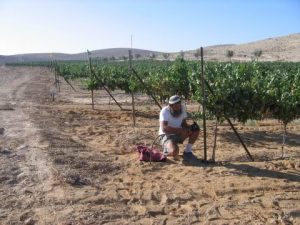 Climate Change Might Not Get Our Wine