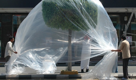 green design, Sharjah Biennale, environmental art, Abdulnasser Gharem, United Arab Emirates, nature, trees, urban planning