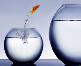 5 Million Goldfish Die for Nowruz – the Iranian New Year