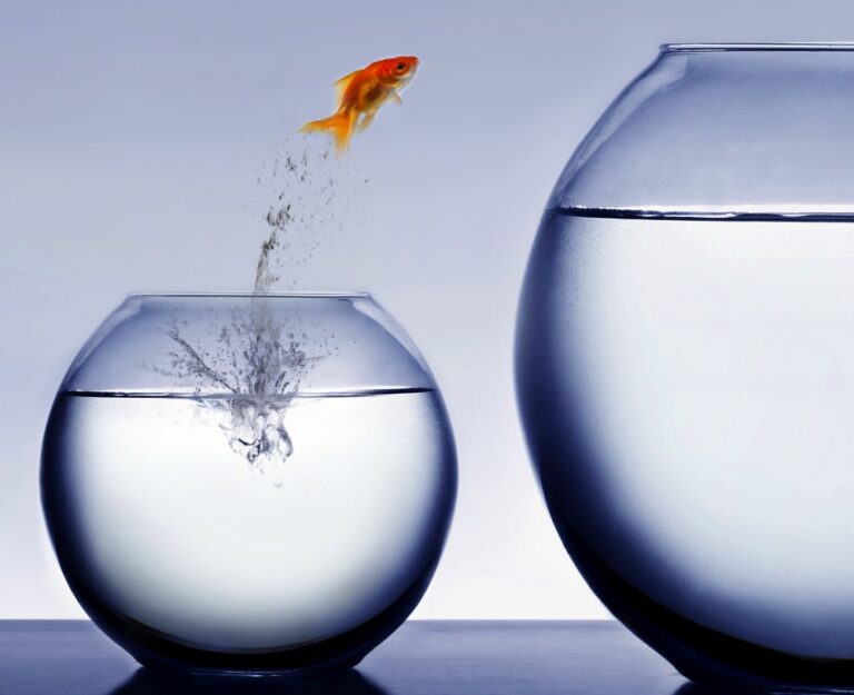 5 Million Goldfish Die for Nowruz – the Iranian New Year