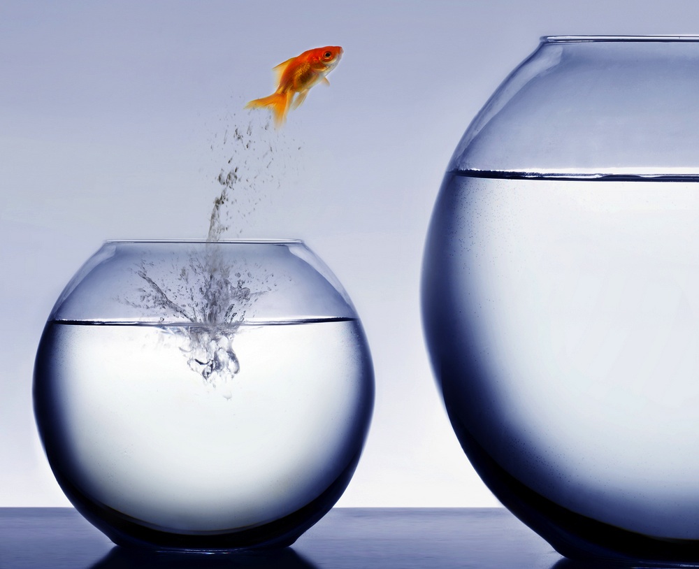 Nowruz, goldfish, animal conservation, Zoroastrianism, Iran, Persian, New Year, Holidays, Festivals, Ritual, Tradition