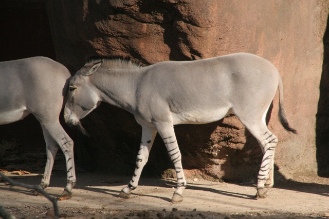 travel, nature, wildlife conservation, IUCN, donkey, African Wild Ass