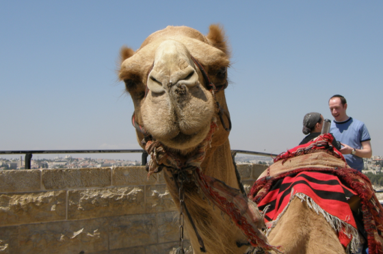 abused-jerusalem-camel jerusalem camel abuse caught again