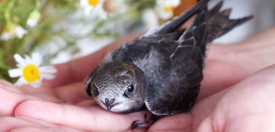apus apus swift common jerusalem