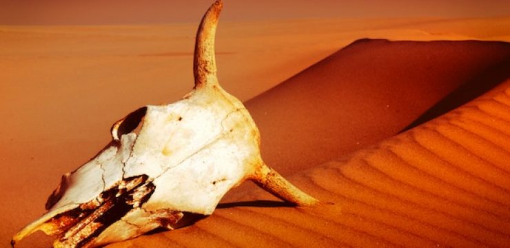 cattle-skull-desert.jpg