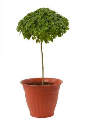 Israeli Technology Creates The Basil Tree | Green Prophet