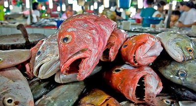 Dubai Finally Gets Serious About Overfishing