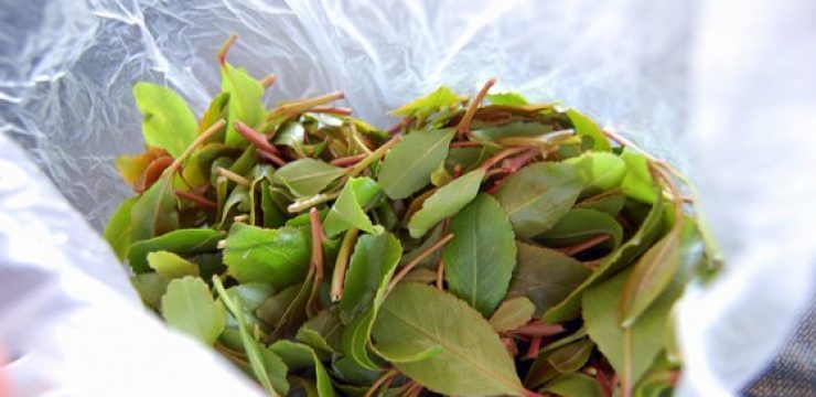khat-eesti-flickr.jpg