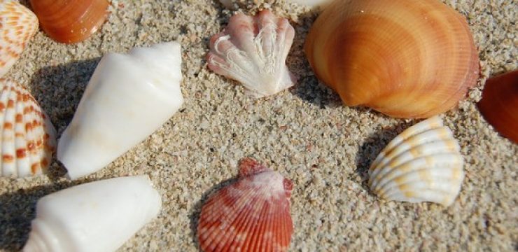 shells-in-dubai.jpg