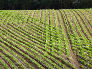 Egyptian Researchers Aim to Clear Landmines Using Bacteria and Plants