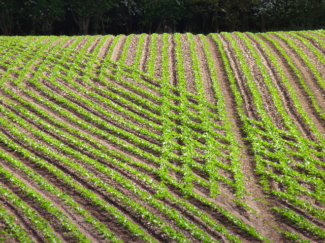 biotech, cleantech, agriculture, science, technology, land mines, Egypt