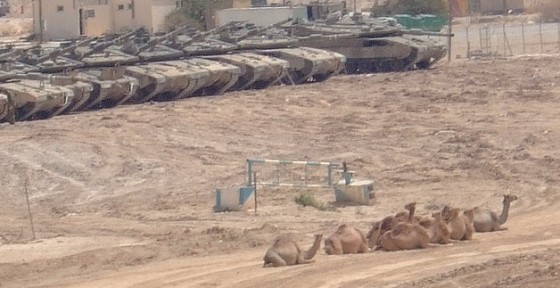 tanks camels israel negev desert