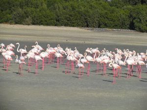 Dubai’s Camels to Chomp Down Runaway Mangrove Forests?