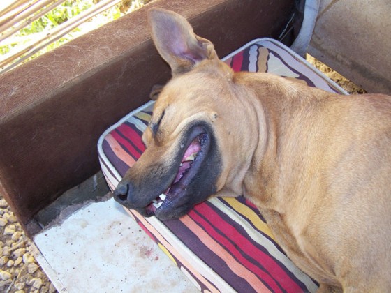 animal rights, conservation, CITES, animal cruelty, Lebanon, BETA