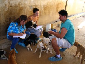 Owners of Fancy Lebanese Villas Sue to Close Down BETA Animal Shelter