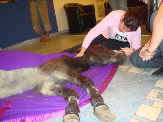 animal rights, conservation, CITES, animal cruelty, Lebanon, BETA