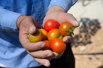Thimar Farm in Palestinian Territory Grows Food and Dignity