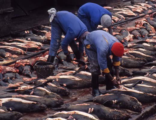 Namibia, seal hunt, Hatem Yavuz, animal cruelty, wildlife, activism, boycott, tourism, conservation