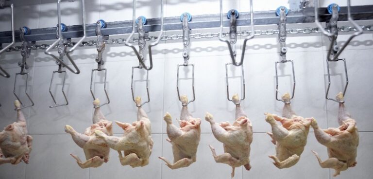 Arsenic-Fed Chickens – Watch Out!