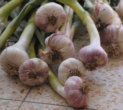 What’s in season April