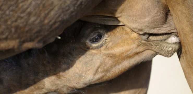 nursing-camel-milk.jpg
