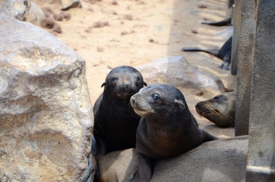 Namibia, seal hunt, Hatem Yavuz, animal cruelty, wildlife, activism, boycott, tourism, conservation