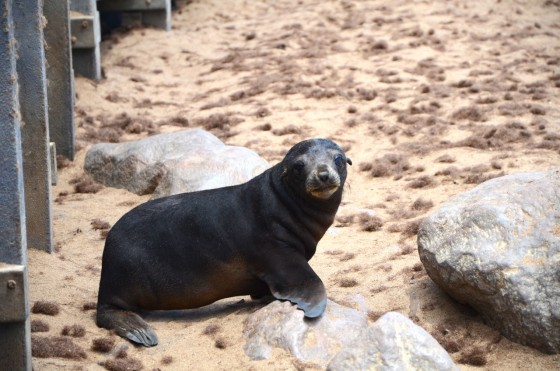 Namibia, seal hunt, Hatem Yavuz, animal cruelty, wildlife, activism, boycott, tourism, conservation