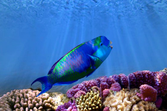 parrot fish saudi arabia
