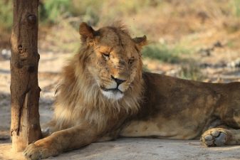 The lions at the Gaza Zoo