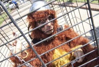 Lab Monkeys in Israel Get Reprieve – For Now