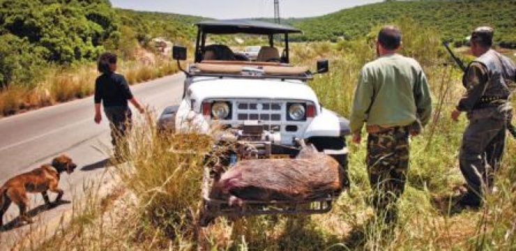 Boar-on-jeep20.jpg