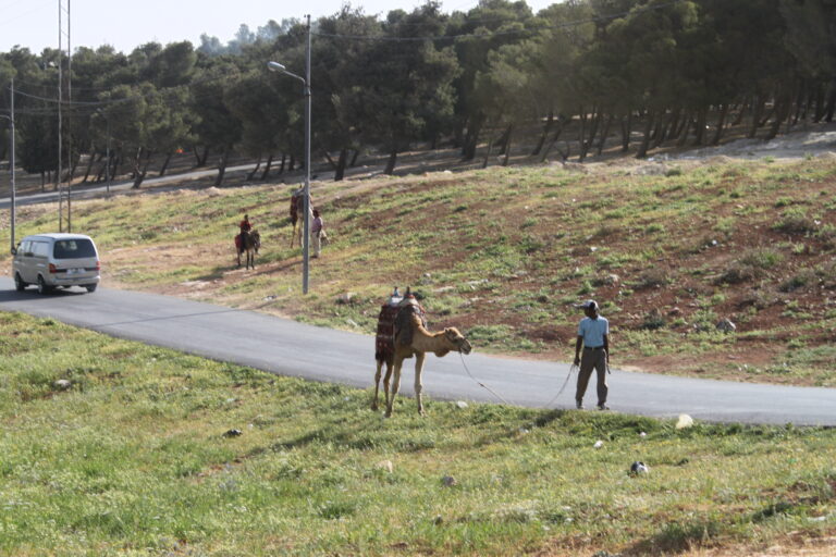 Hey Jordan – How About Declaring Litter Independence?