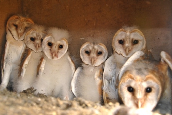 wildlife, transboundary conservation, pest control, Israel, Jordan, Levant