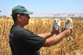 Owl Love Knows no Borders