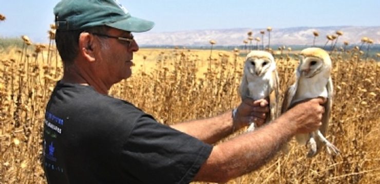 barn-owls-israel-jordan.jpg