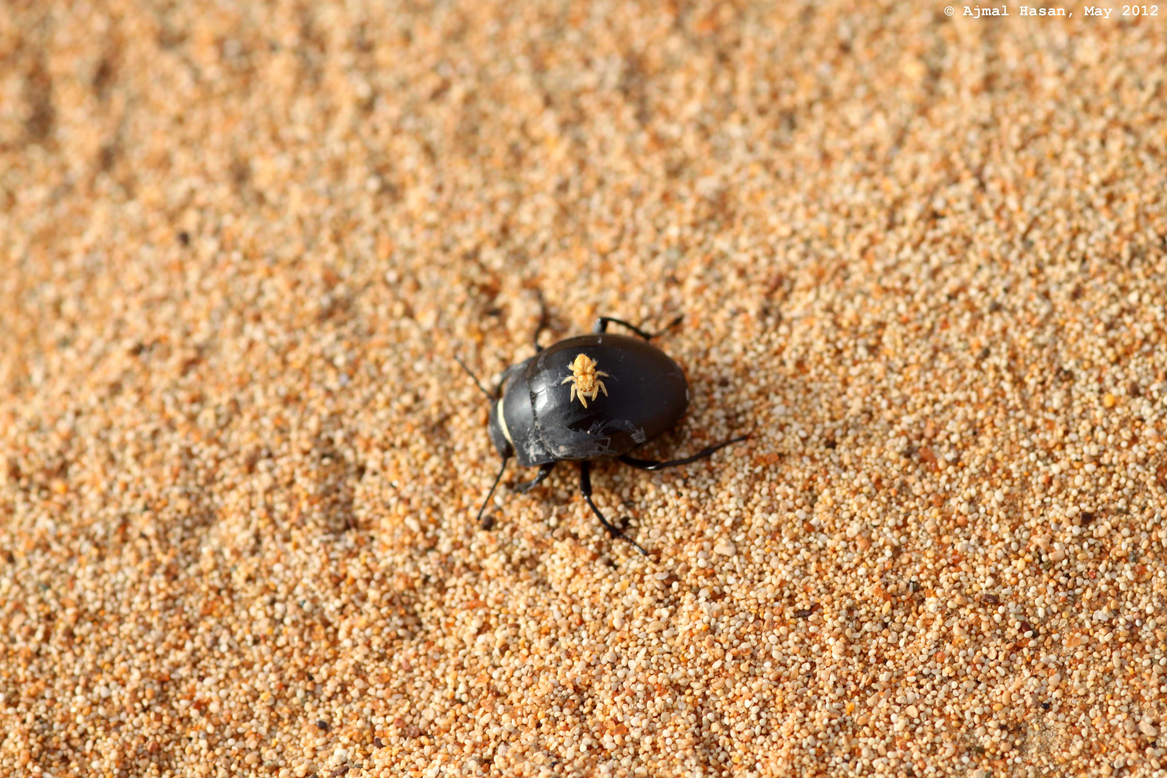 Jumping spider hitchhiking on a beetle