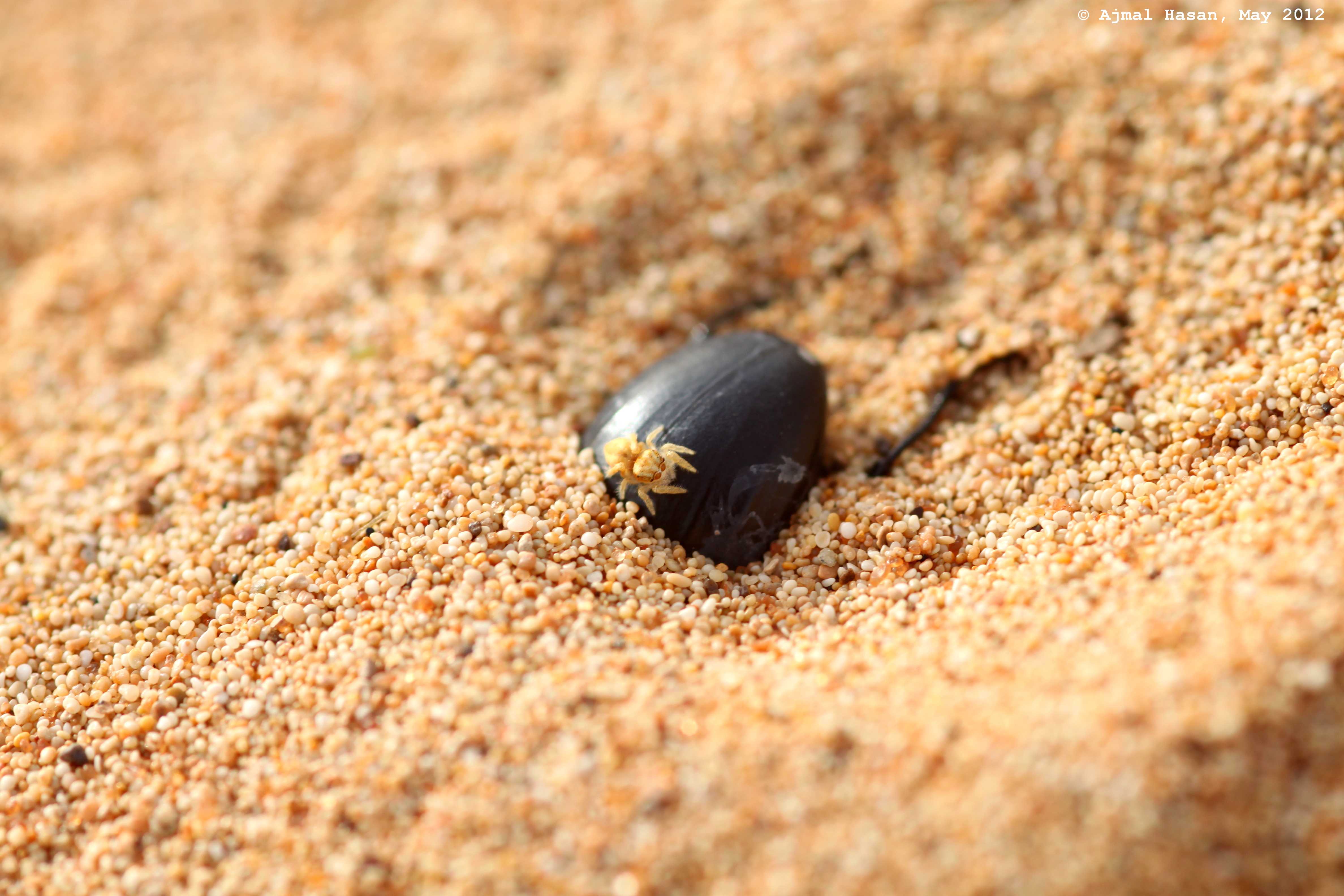 Jumping spider hitchhiking on a beetle