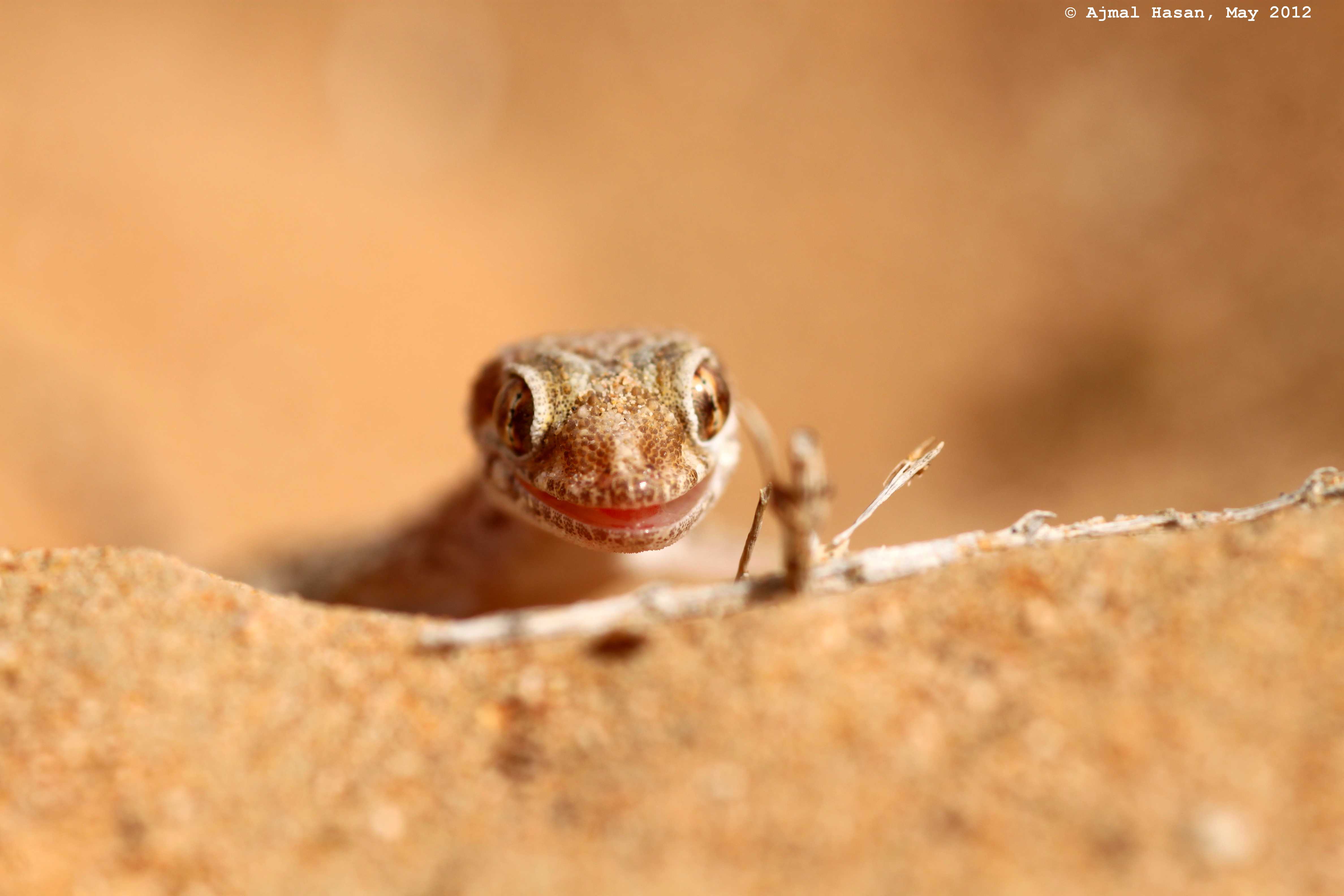 Baluch ground gecko striking a pose